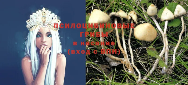 как найти   Прокопьевск  Псилоцибиновые грибы Psilocybine cubensis 